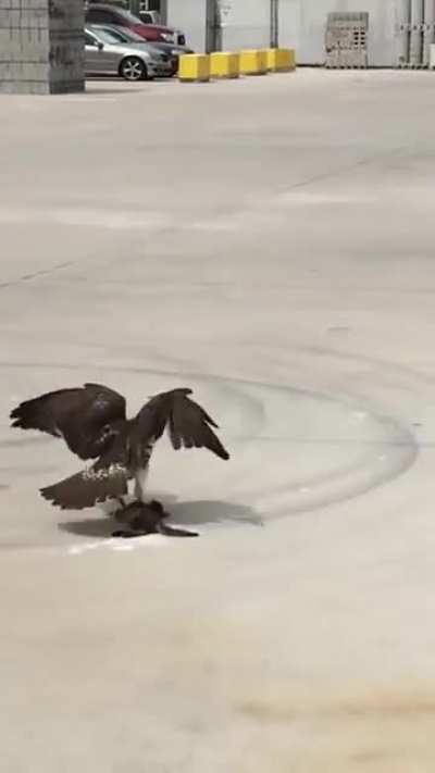 Hawk caught a kitten (X-post r/har<wbr>dcore<wbr>natur<wbr>e)