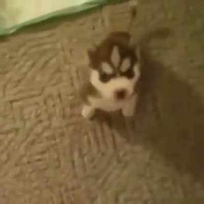 I love it when puppies speak
