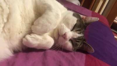 Little meow while purring