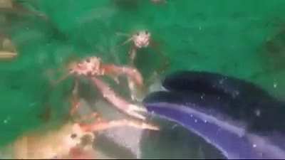 The curious, wild spycrabs ( Not mine but I thought you all would like it)