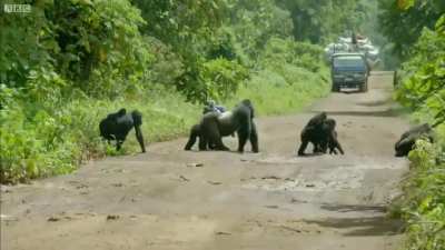 Massive silverback gorilla blocks a road so his family can cross safely.