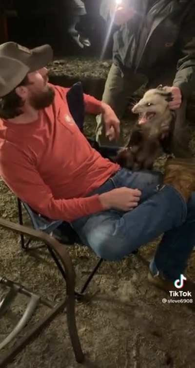 Grabbing a opossum