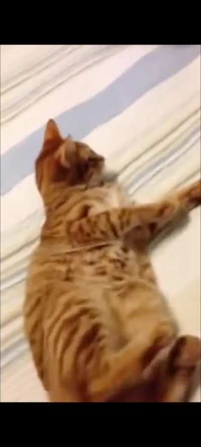 Guy is a little too into his cat