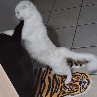 CatGifs