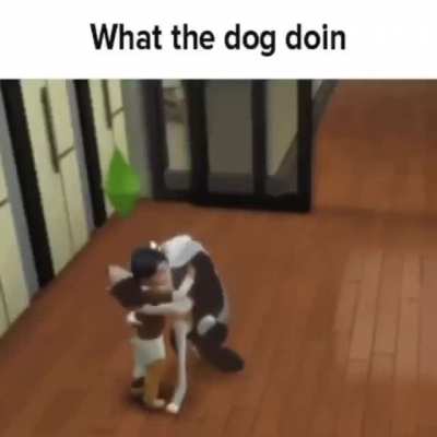 when the dog is sus