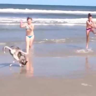 dogy gymnast