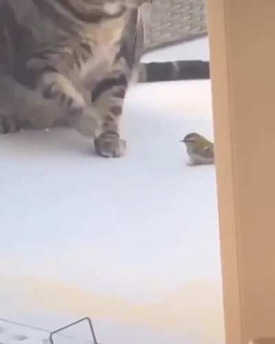 Fat Cat
