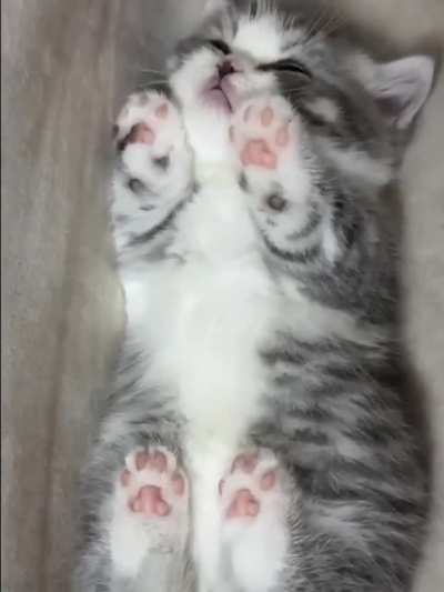 Joncy have a beautiful paws