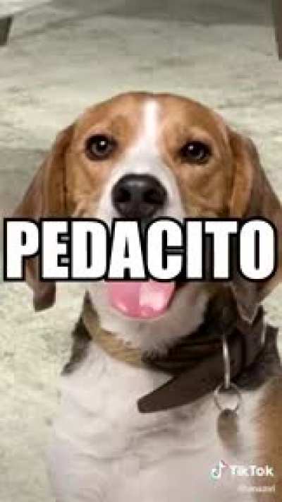 Falta que mi gato coma vegano la concha de tu madr