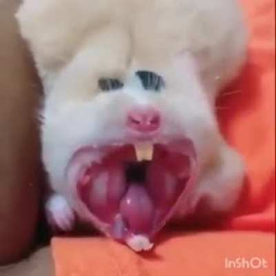 Yawning... hamster?