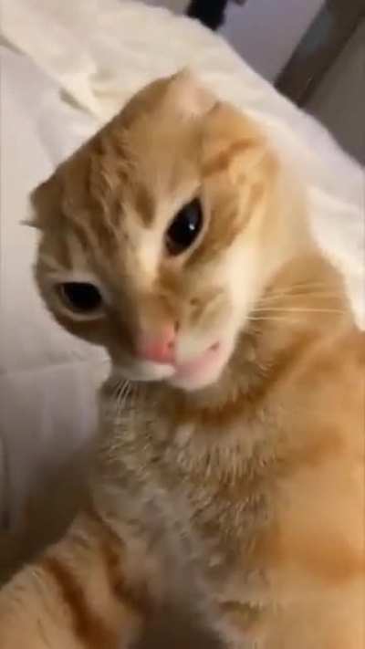 Orangemaxxing