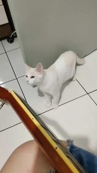 Startled in cat minor