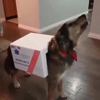 Call the dogtor