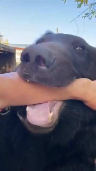 Bear loves licking human arm.