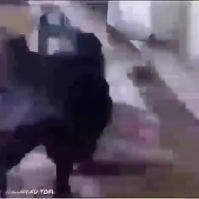 🦍🦍