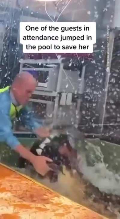 An alligator going hog wild on it’s handler