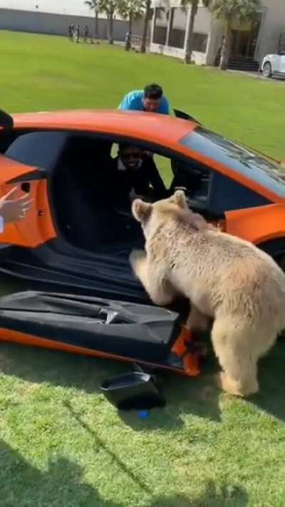 Bear breaks a Lamborghini's door while asking for food.