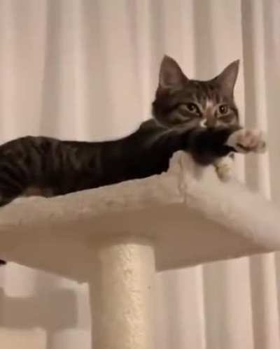 pedolf catler