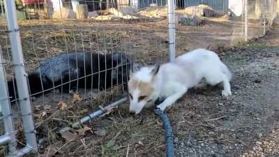 Female Fox (the grey one) 