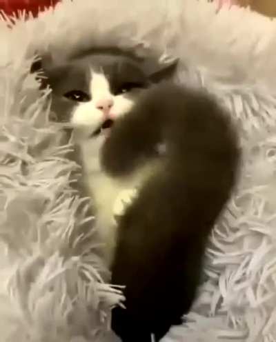 Peekaboo with Kitty
