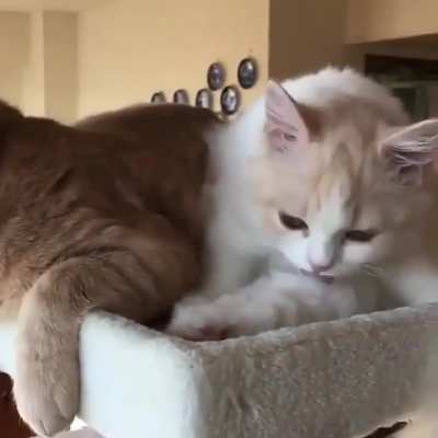 Meow irl
