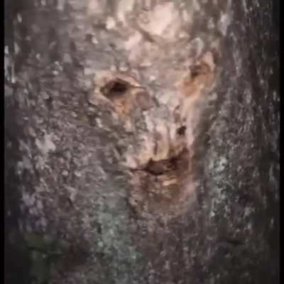 All bark and No bite