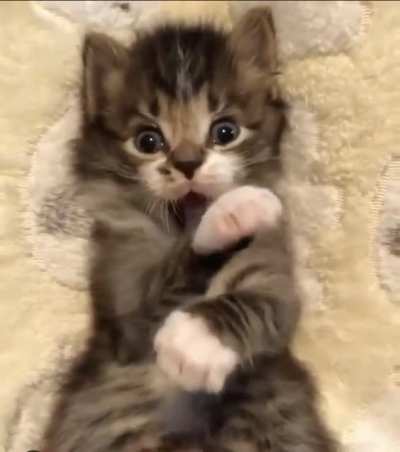 The smallest of scary roars