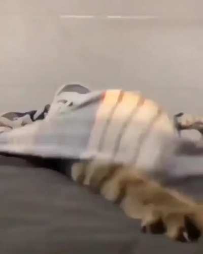 A blanket tiger