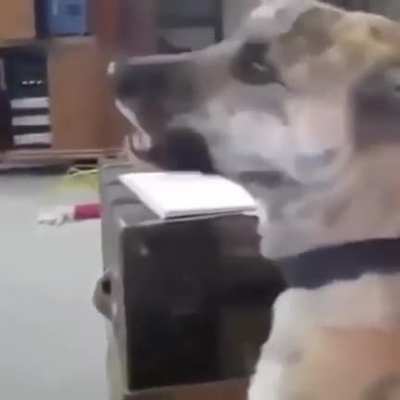 Dog has never seen such bullshit before