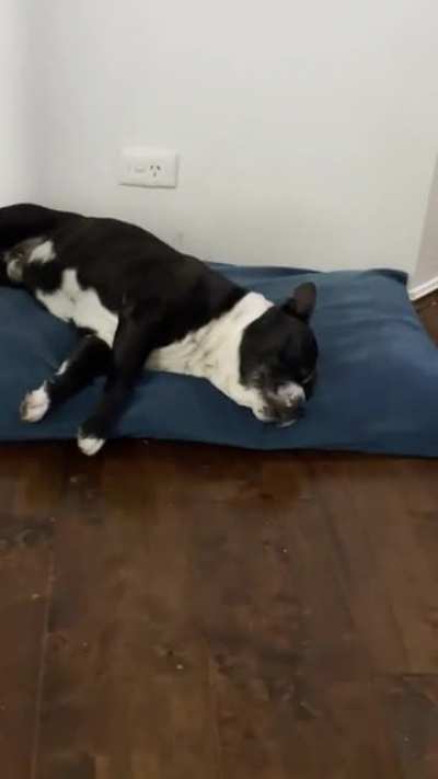 My dog sleep guarding part 1
