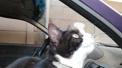 Anyone care to translate? (x-post r/Catswhoyell)