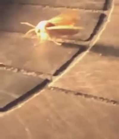 THE FINAL LÄMP