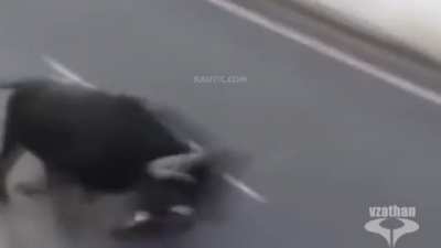 Ultimate BULL WINS Compilation