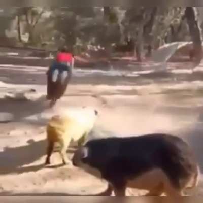 Hamcycle ...