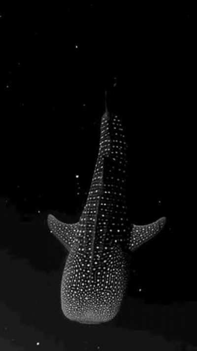 Whale shark swimming through bioluminescent algae looks like it’s floating through space