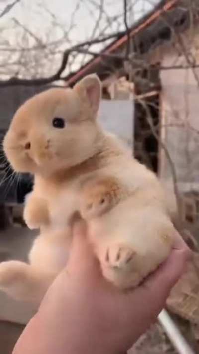 Bun
