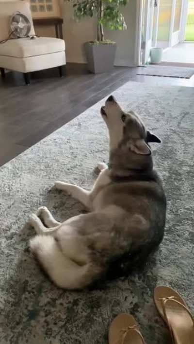 Husky throwing tantrums because he can't go out on weekends