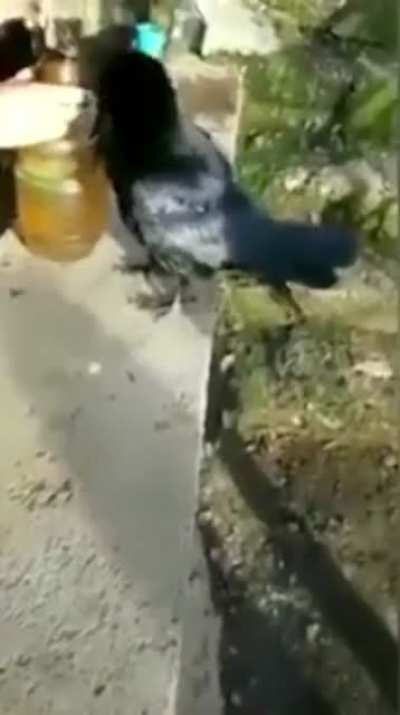 Crow bird hitting the Gravity.