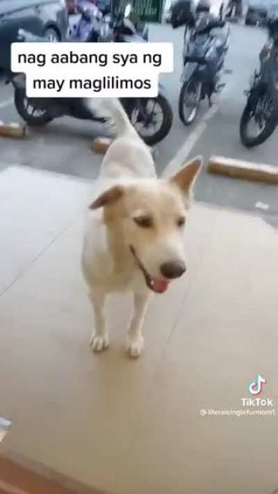 Stray Dawg survives by begging in fast food chains