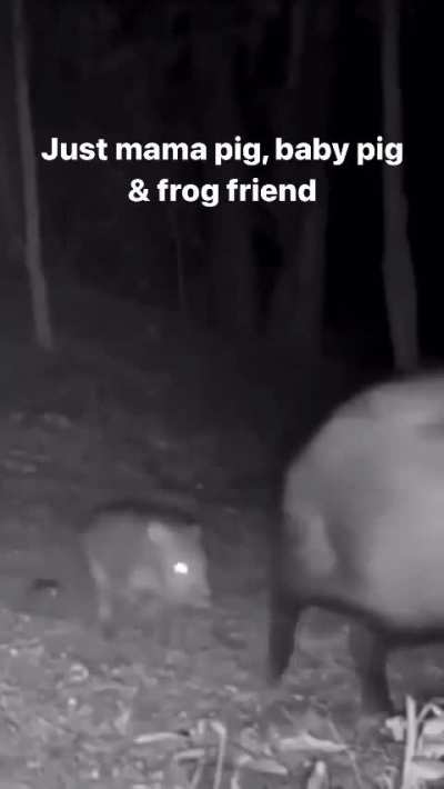🔥 Mama Pig, Baby Pig and Mr. Frog out for a stroll. 