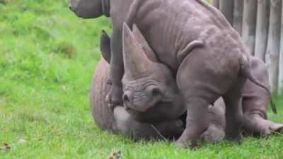 Even baby tanks annoy their moms from time to time.