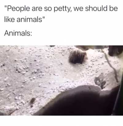 Fish-fight