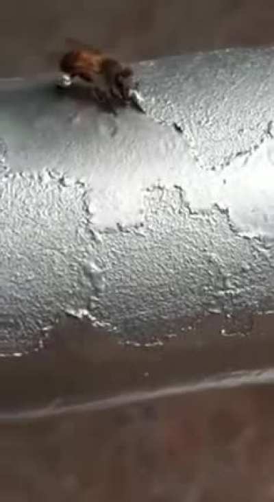 🔥 Bees eating paint. Can anyone explain this?