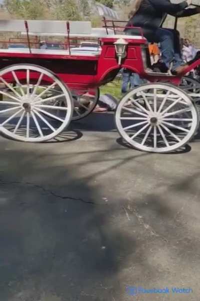 Pit bull attacks horse, gets yeeted