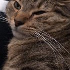 Asshole cat being an asshole