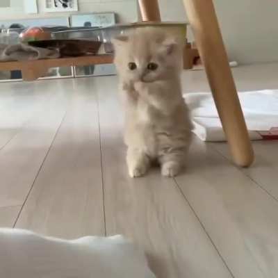 As Floofy As It Gets...