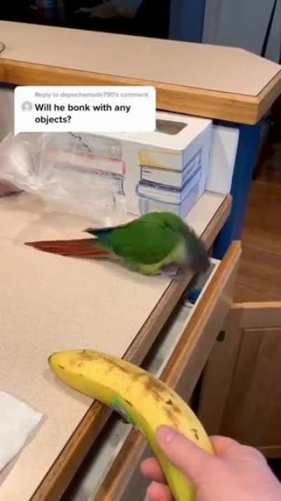 * BONK *