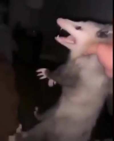 Rat