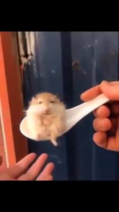 Useless Wunklet
