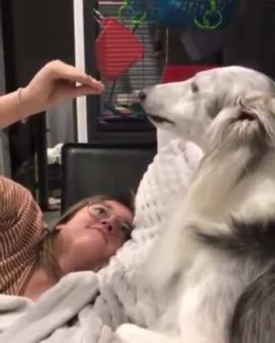 To confuse the dog